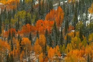 ORANGE FIRE